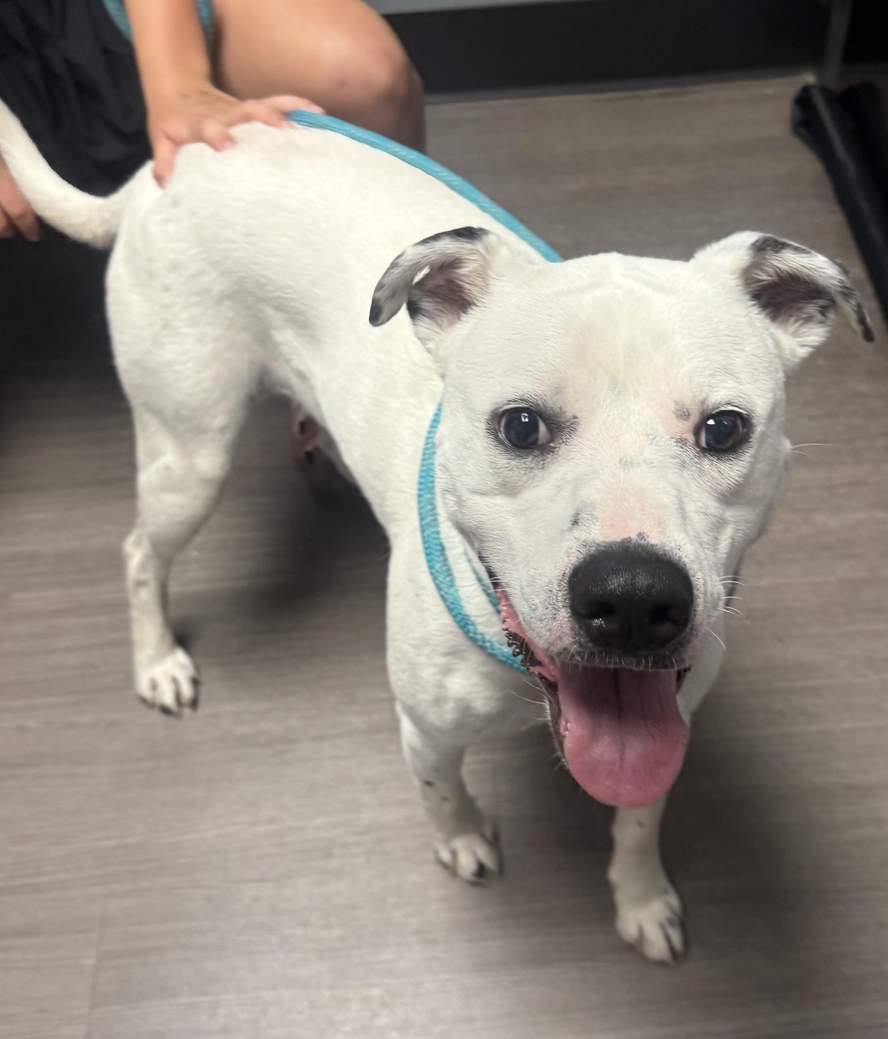 Finn AVAILABLE, Adult Female American Bully