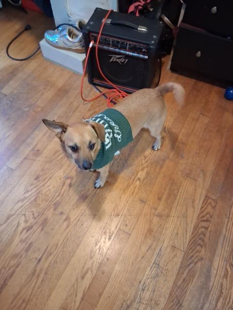 Enlarge Buddy, a Adopted Chihuahua in Blountville, TN image 1/1