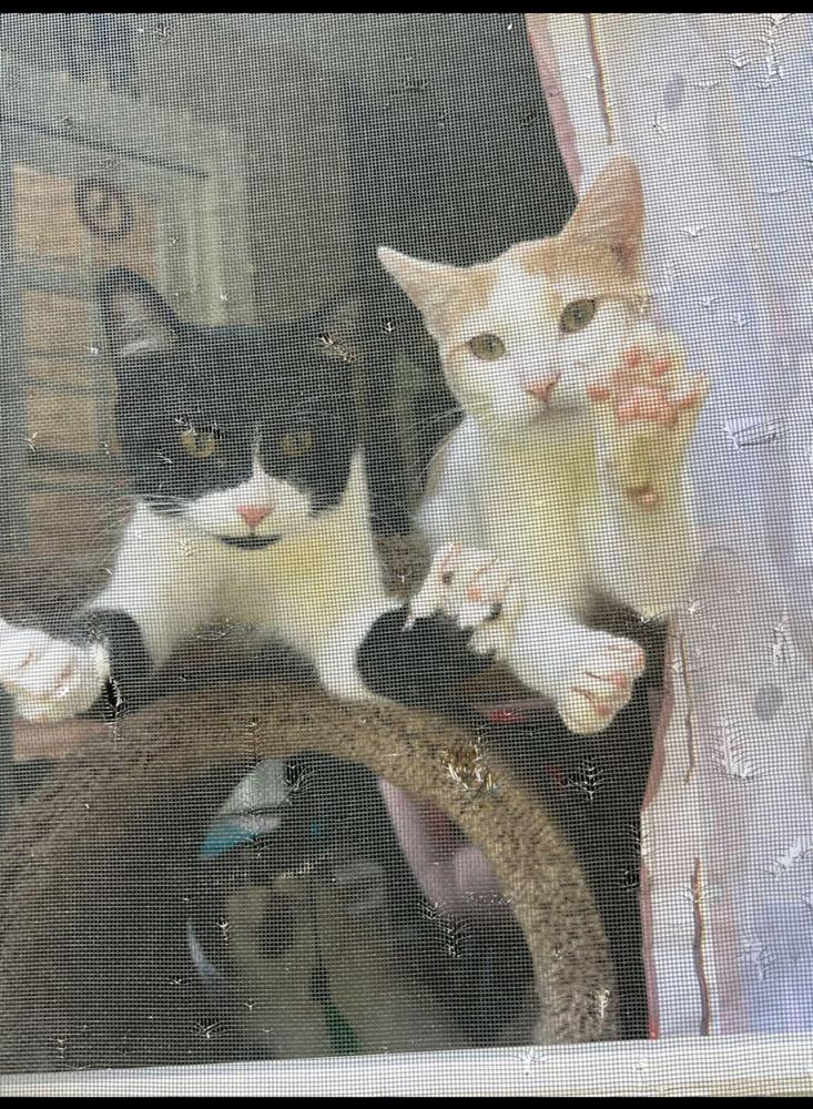 Enlarge Saffron, a Adoptable Domestic Short Hair in Lake Wylie, SC image 1/6