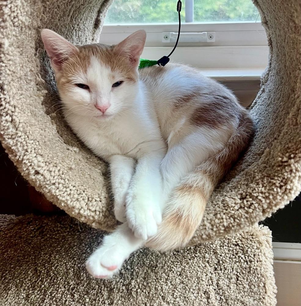 Enlarge Saffron, a Adoptable Domestic Short Hair in Lake Wylie, SC image 4/6