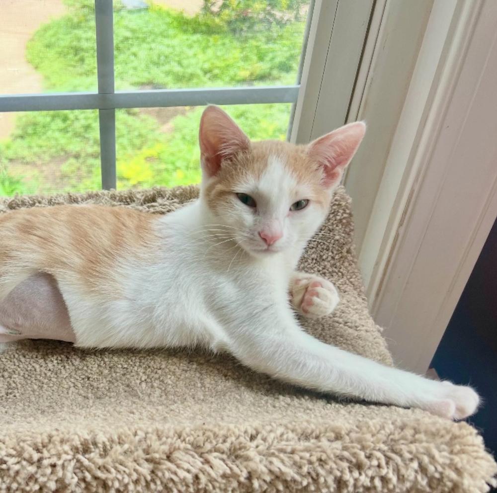 Enlarge Saffron, a Adoptable Domestic Short Hair in Lake Wylie, SC image 5/6