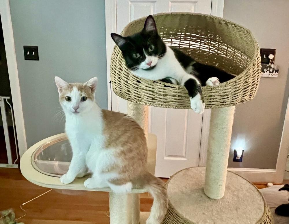 Enlarge Saffron, a Adoptable Domestic Short Hair in Lake Wylie, SC image 6/6