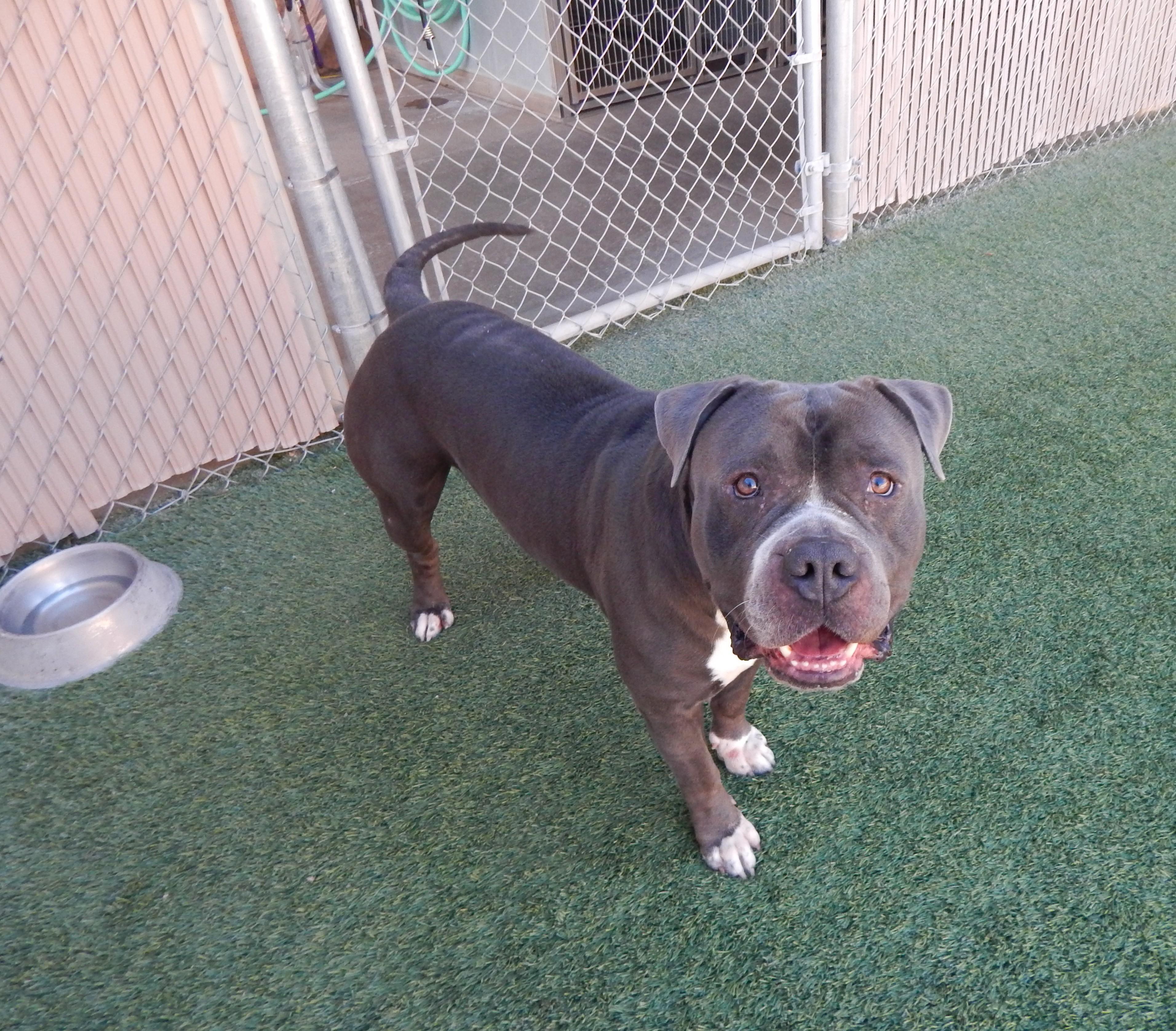 Enlarge Rocco, an adoptable Pit Bull Terrier in Mesquite, NV image 1/4