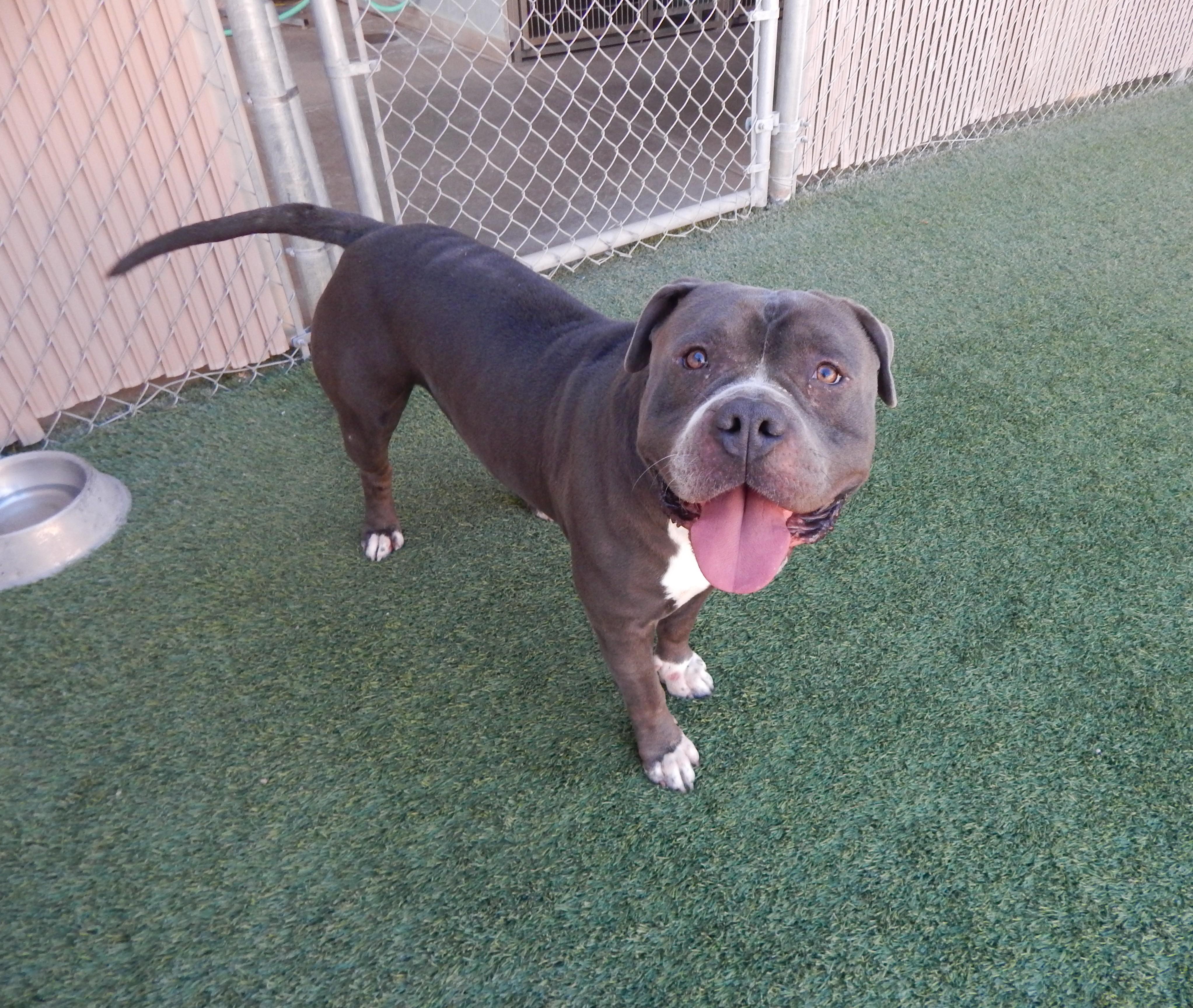 Enlarge Rocco, an adoptable Pit Bull Terrier in Mesquite, NV image 2/4