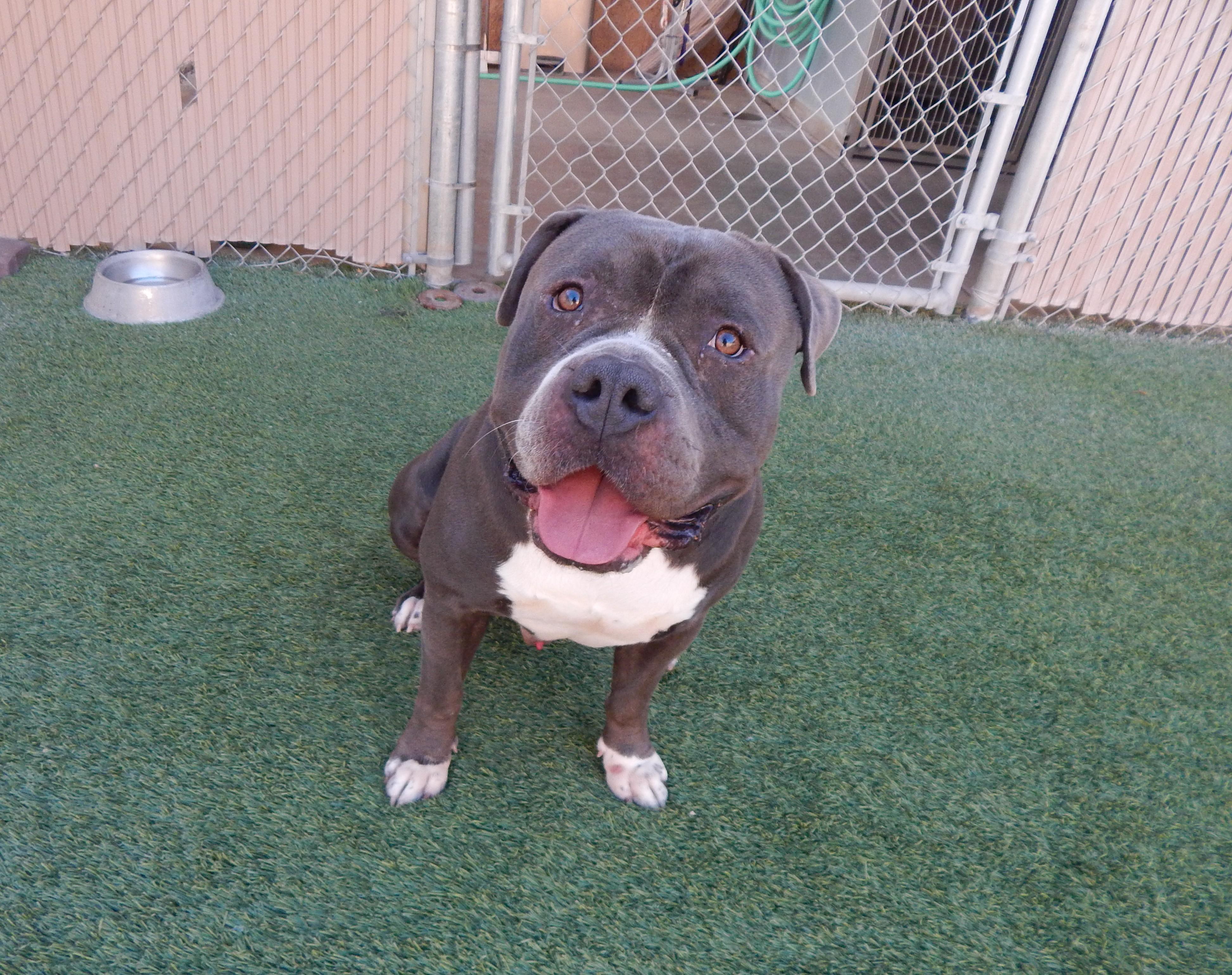 Enlarge Rocco, an adoptable Pit Bull Terrier in Mesquite, NV image 3/4