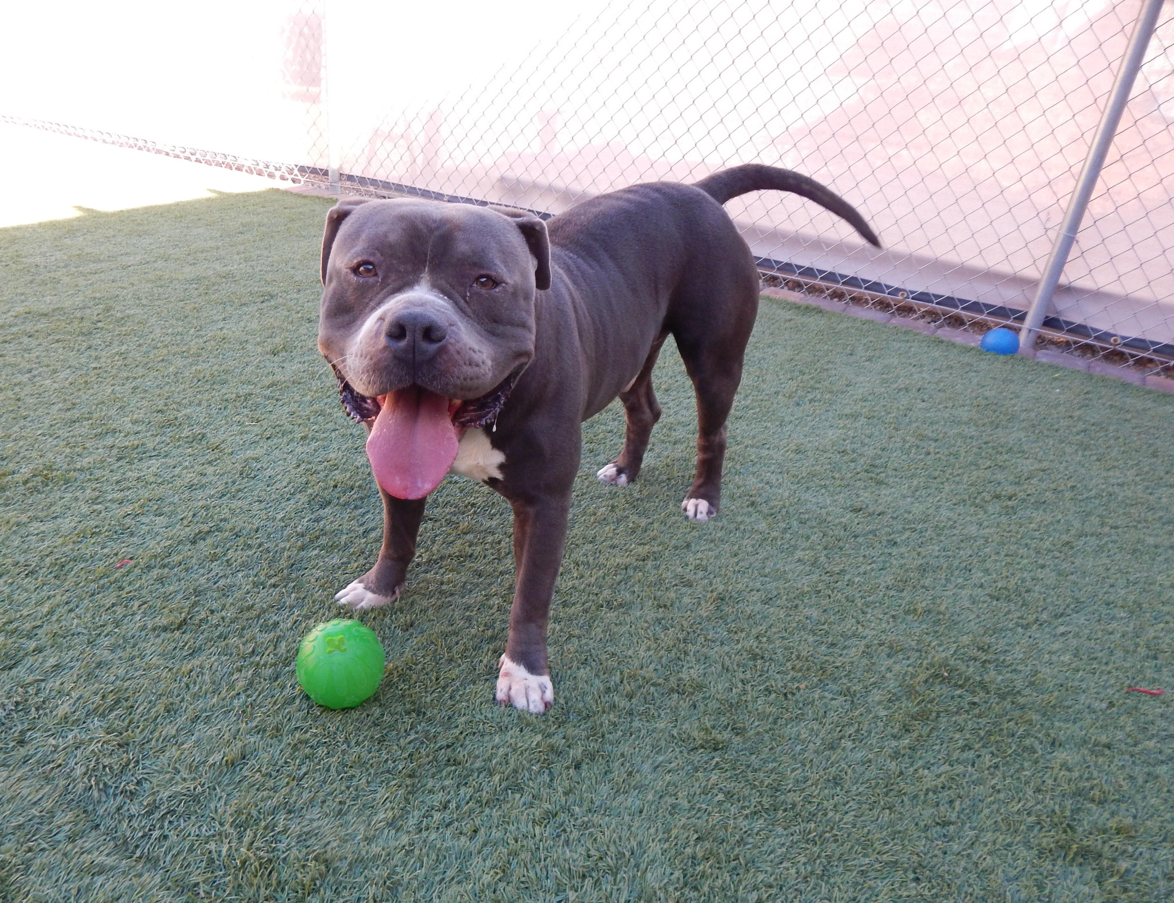 Enlarge Rocco, an adoptable Pit Bull Terrier in Mesquite, NV image 4/4