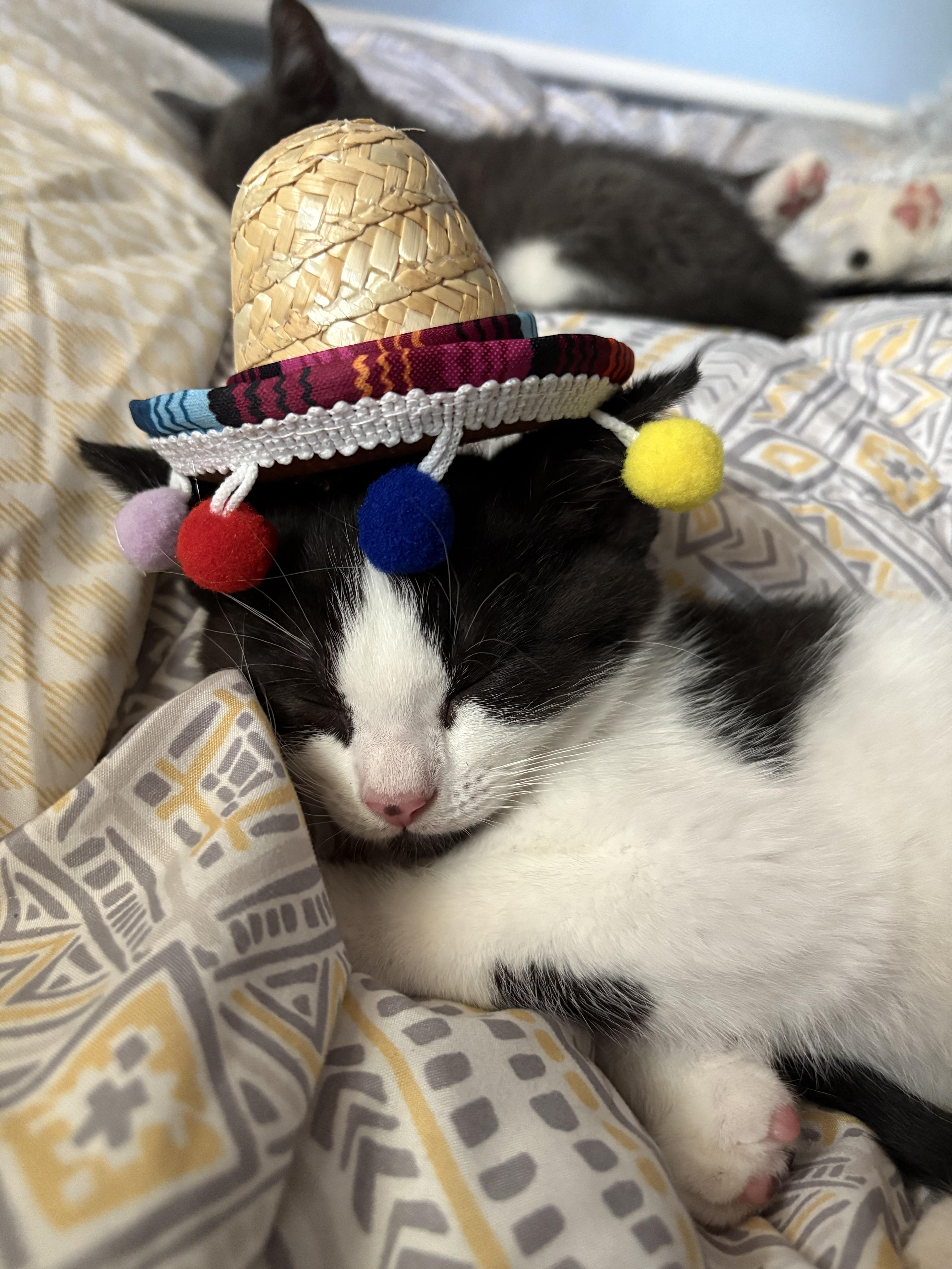 Chimichanga, Baby Female Domestic Short Hair