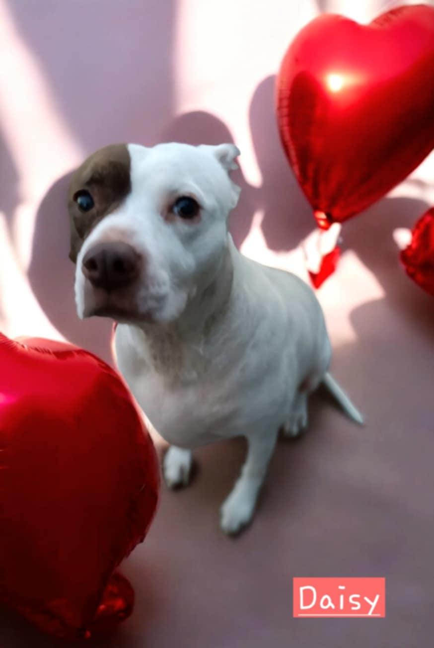Daisy, a Adoptable mixed breed in Winter haven, FL image 2/3
