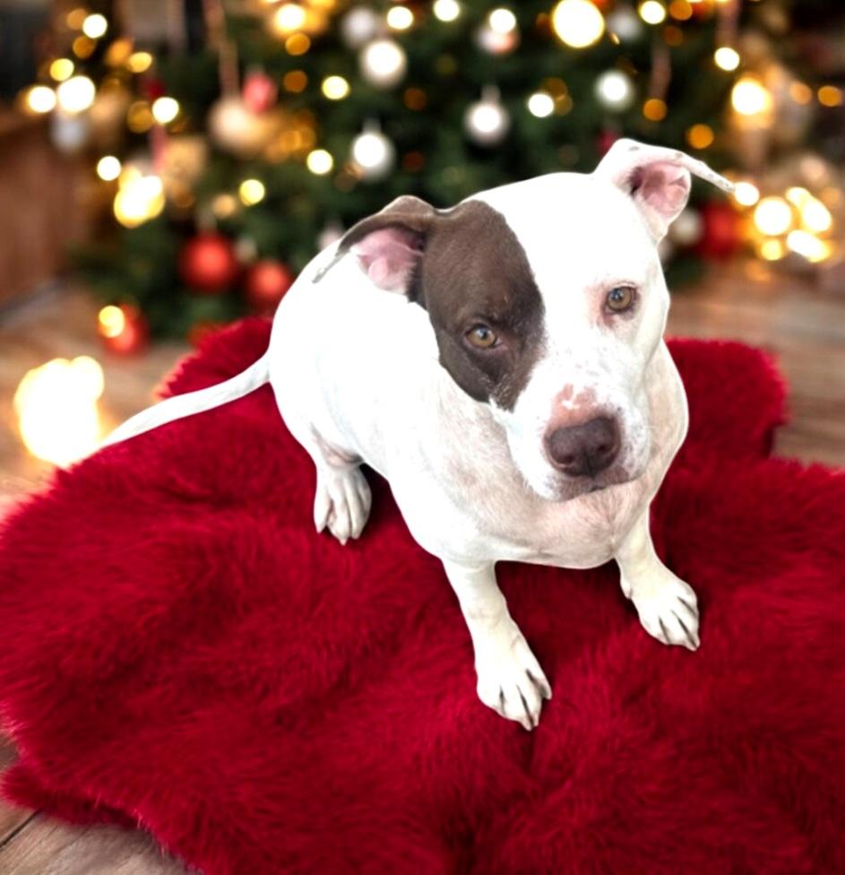 Daisy, a Adoptable mixed breed in Winter haven, FL image 3/3