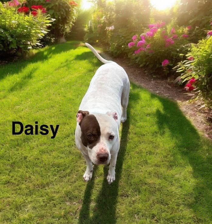 Daisy, a Adoptable mixed breed in Winter haven, FL image 1/3