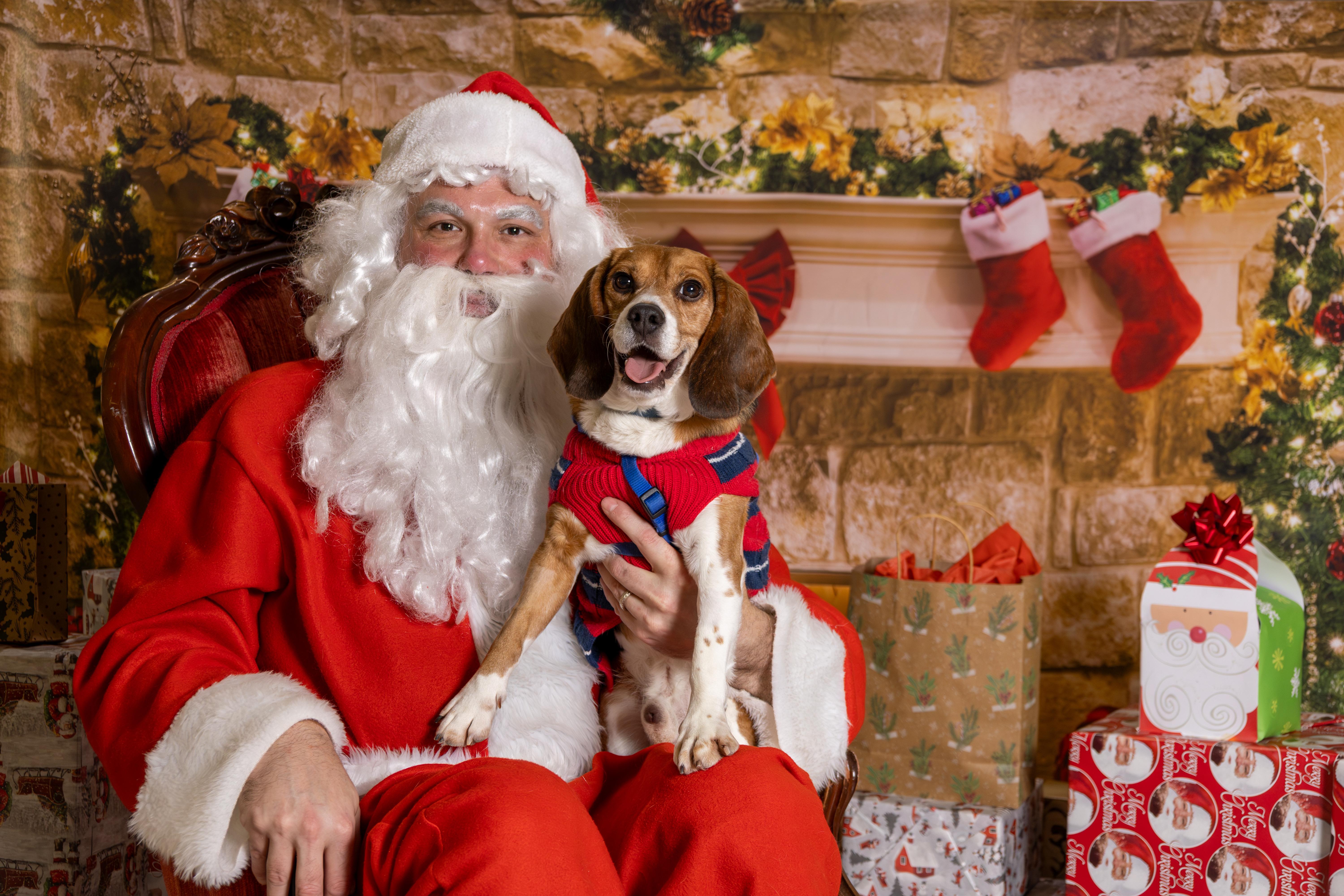 Barnaby, Adoptable, Adult Male Beagle.