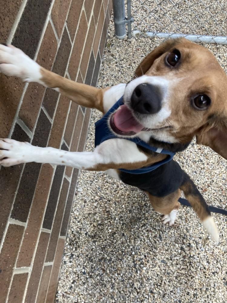 Enlarge Barnaby, a Adoptable Beagle in Grayslake, IL image 3/4