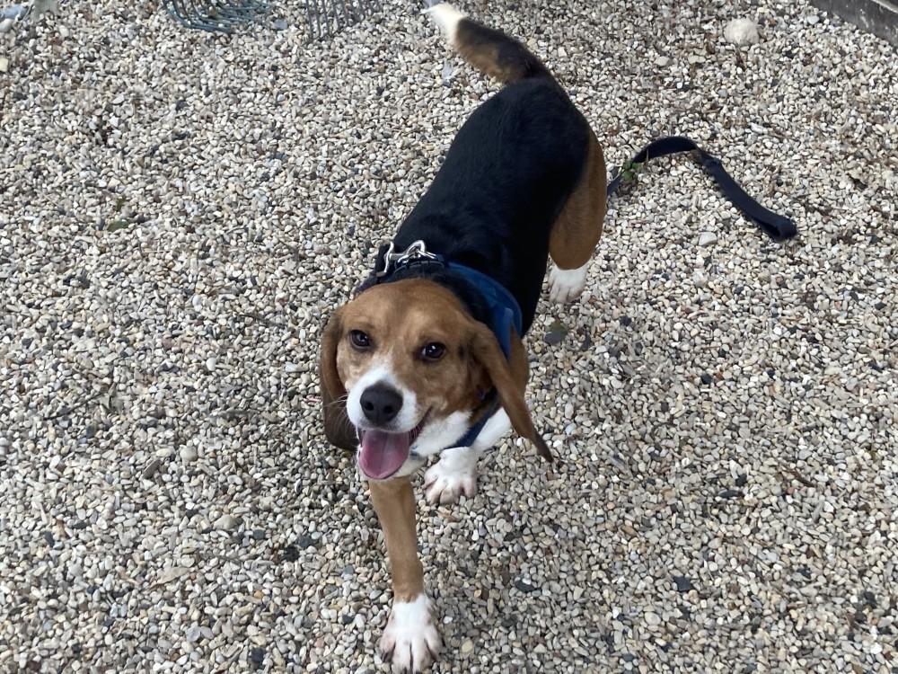 Enlarge Barnaby, a Adoptable Beagle in Grayslake, IL image 4/4