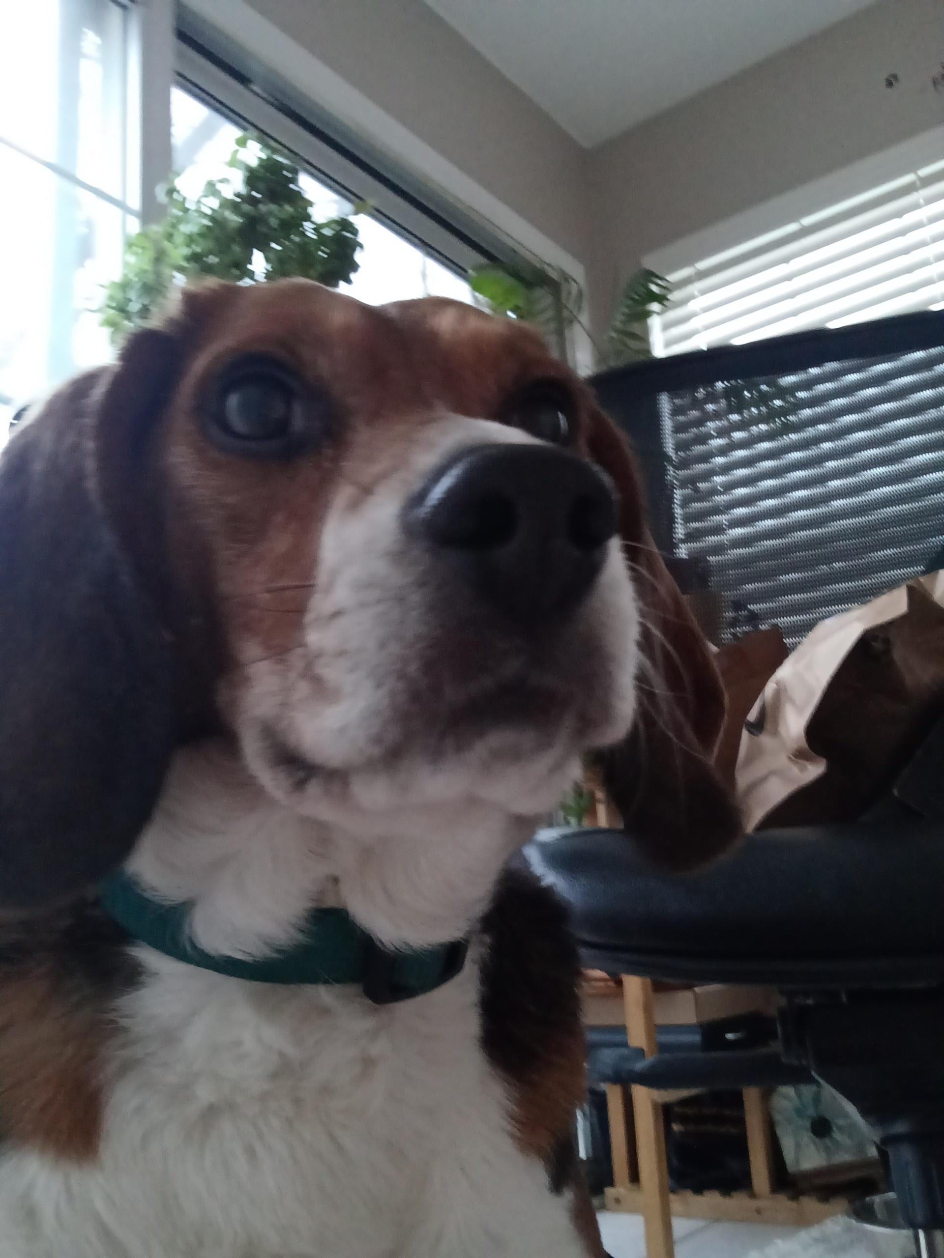 Enlarge Barnaby, a Adoptable Beagle in Grayslake, IL image 2/4