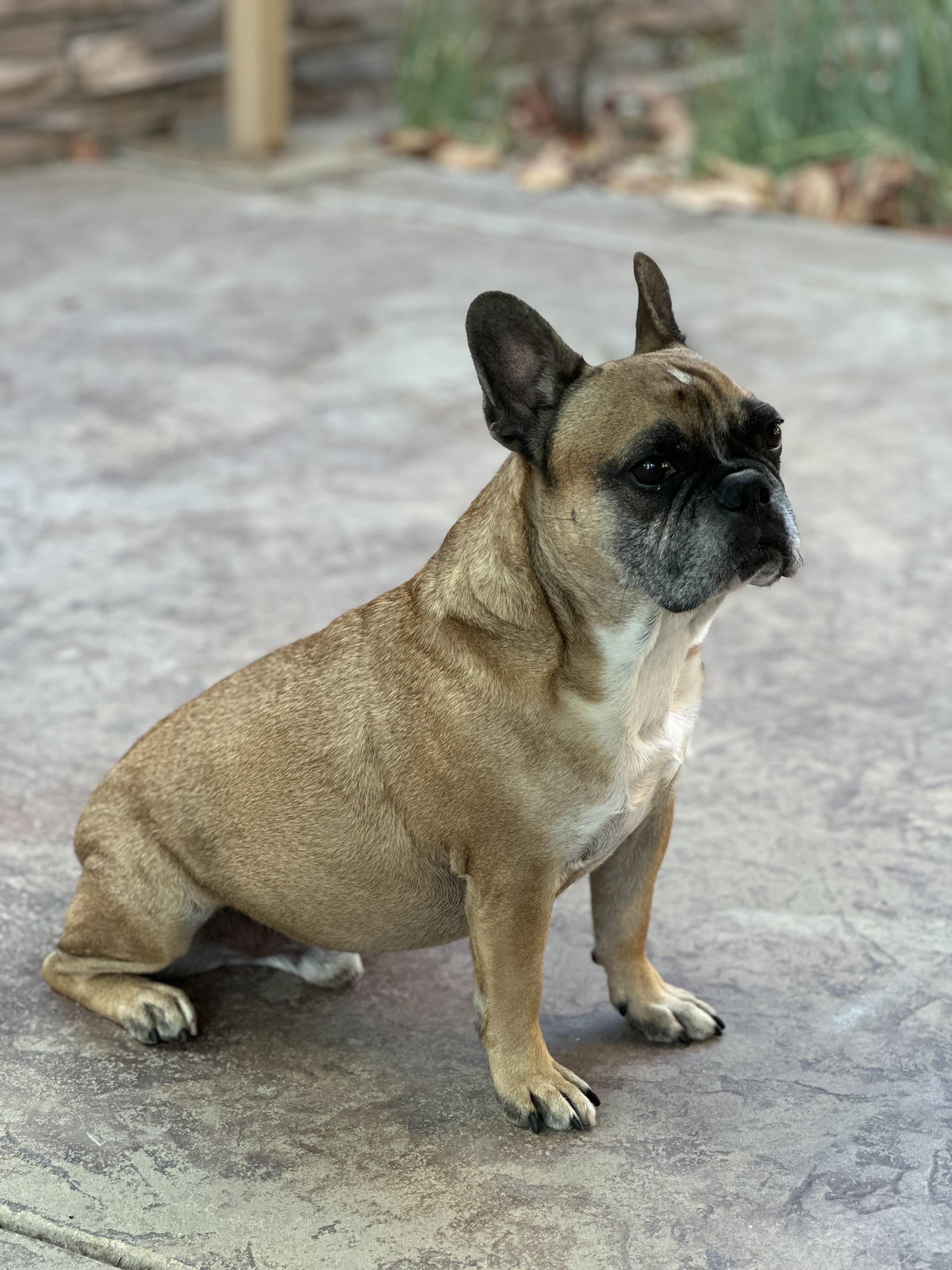 Tiger, a ADOPTABLE mixed breed in West Covina, CA image 2/4