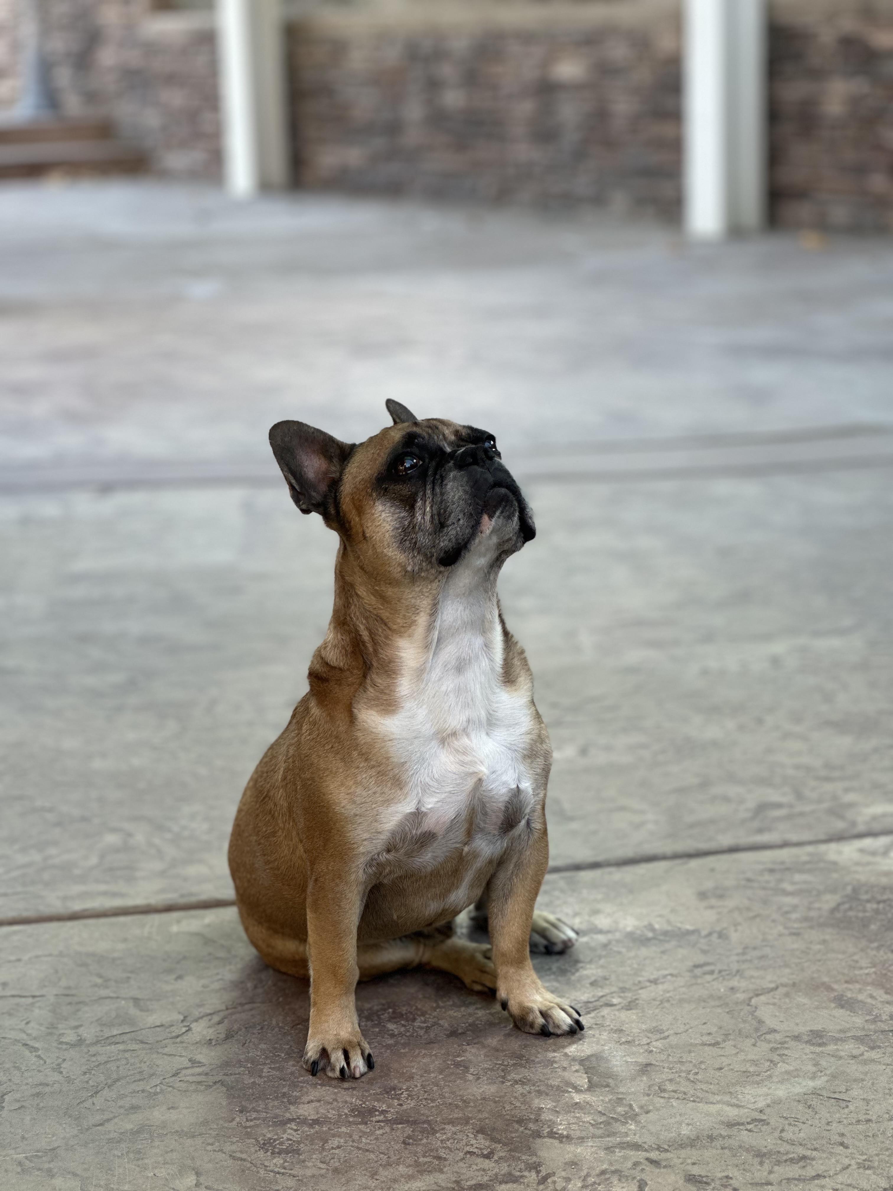 Tiger, a ADOPTABLE mixed breed in West Covina, CA image 3/4