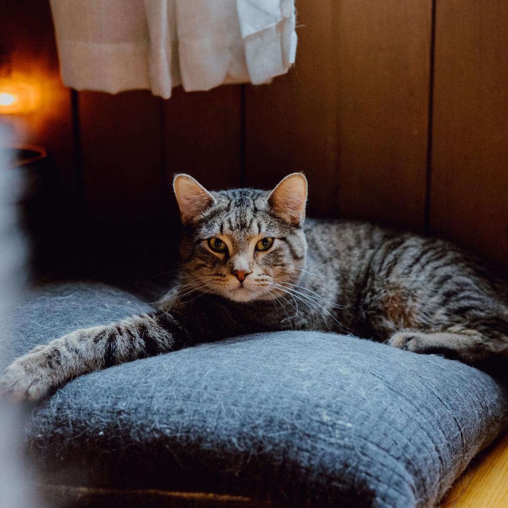 Theodore, Adoptable, Adult Male Domestic Short Hair.