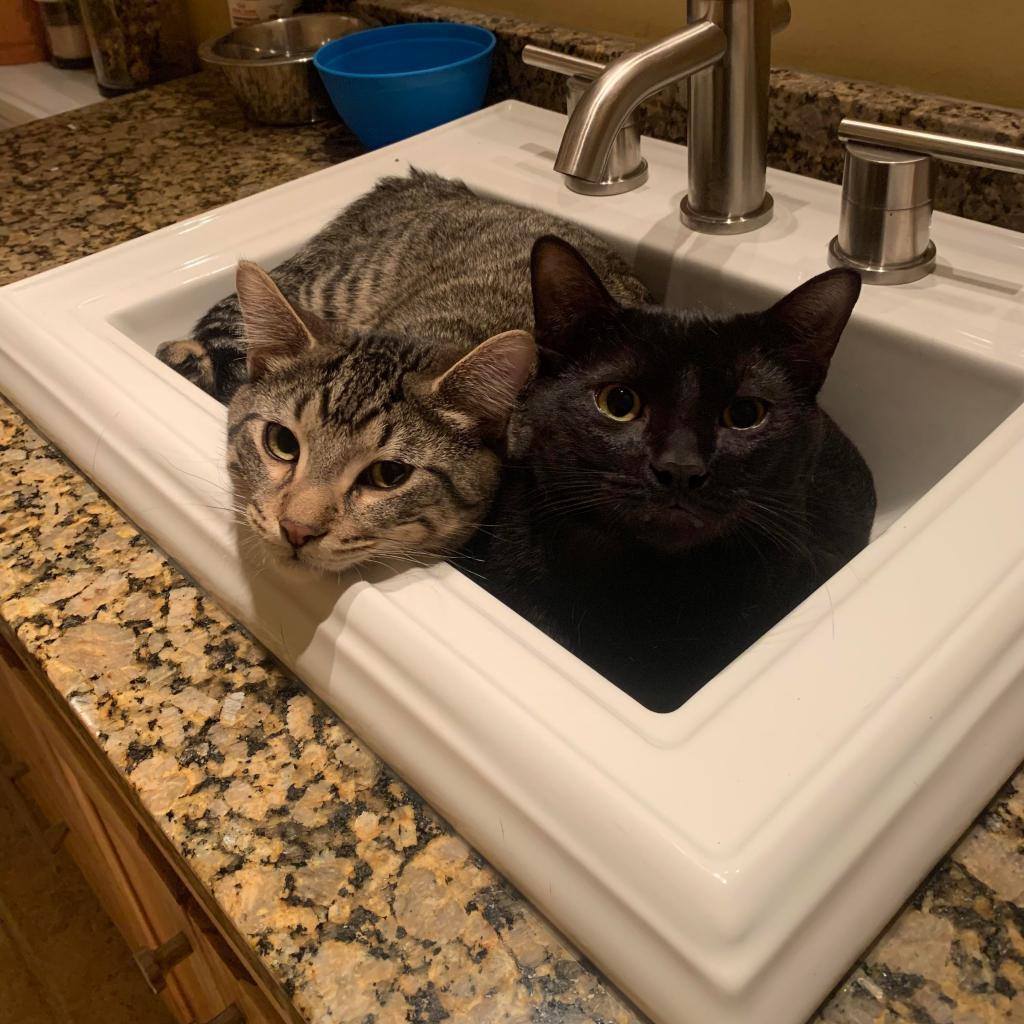 Enlarge Theodore, a Adoptable Domestic Short Hair in Plainfield, IL image 2/5