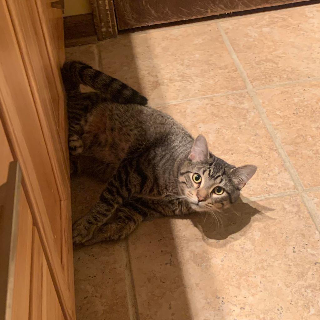 Enlarge Theodore, a Adoptable Domestic Short Hair in Plainfield, IL image 3/5