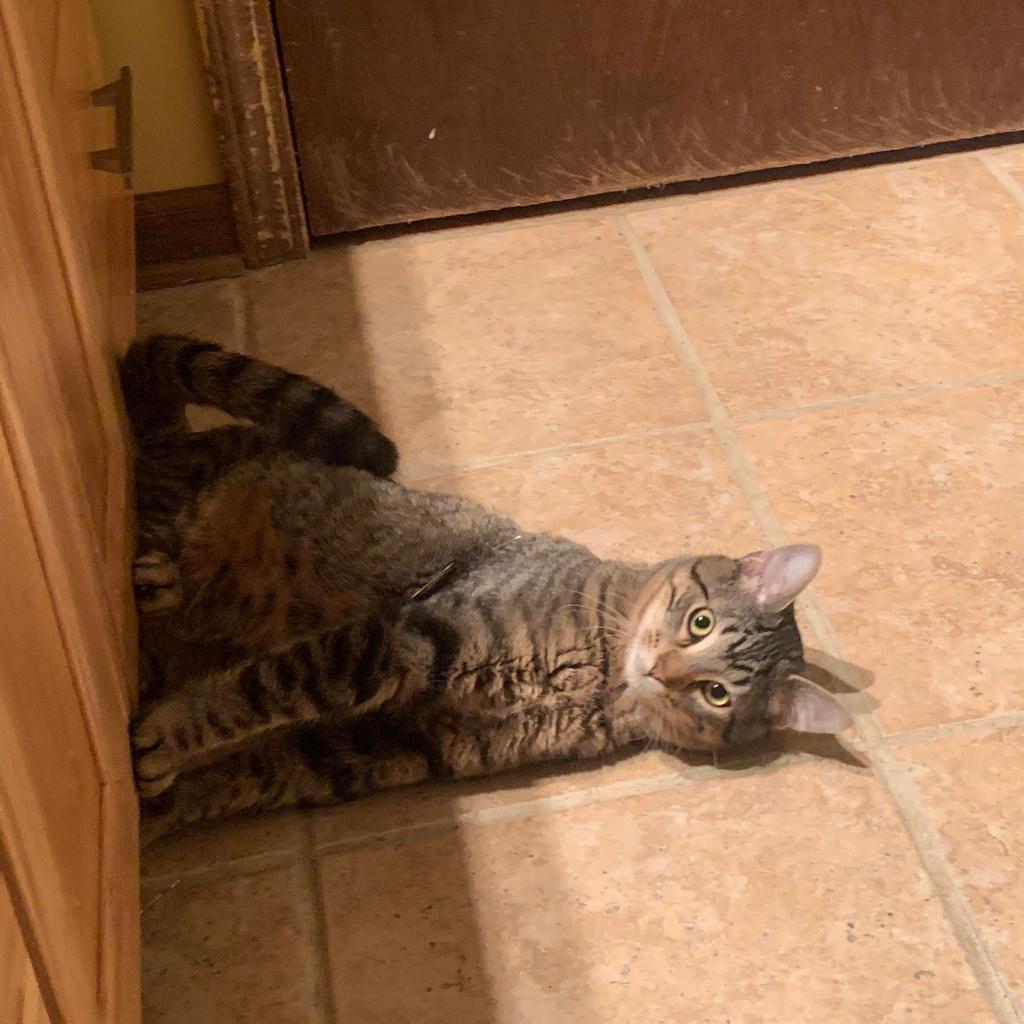 Enlarge Theodore, a Adoptable Domestic Short Hair in Plainfield, IL image 4/5