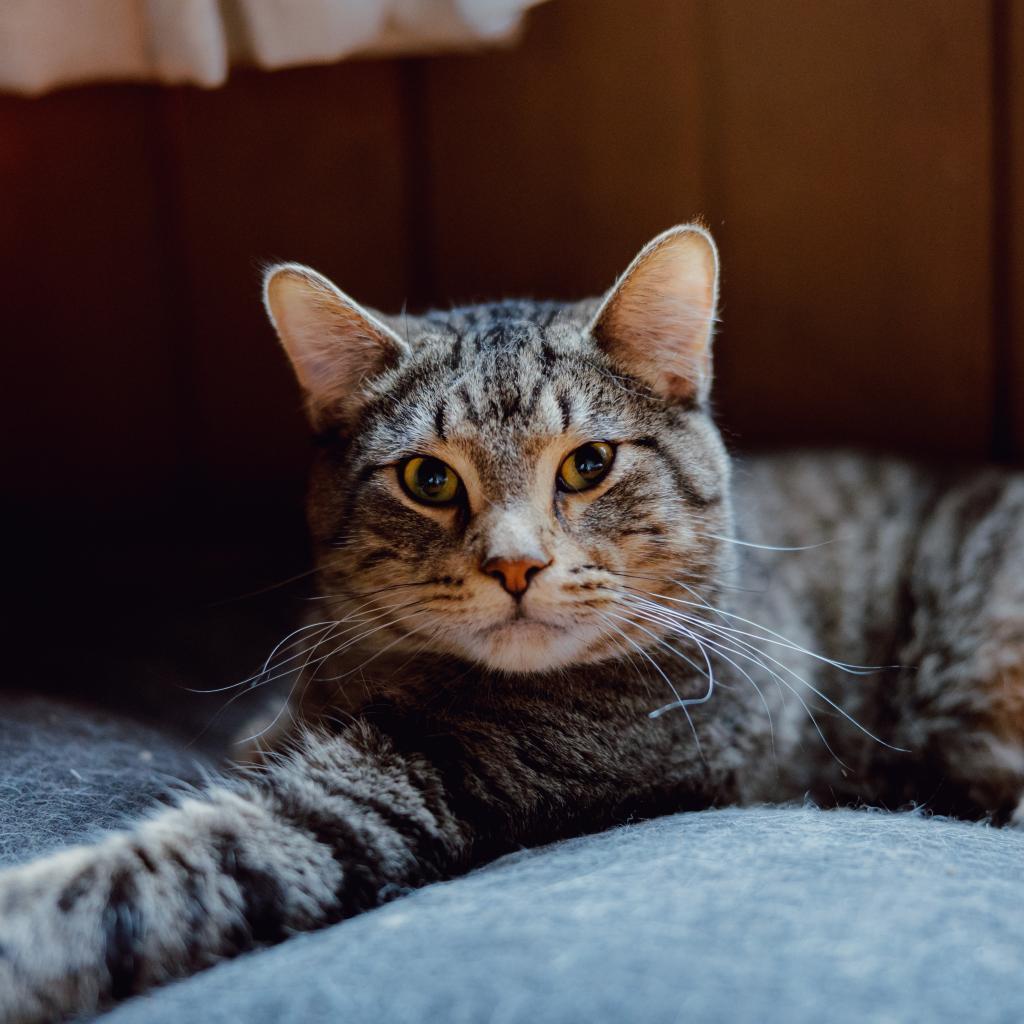 Enlarge Theodore, a Adoptable Domestic Short Hair in Plainfield, IL image 5/5