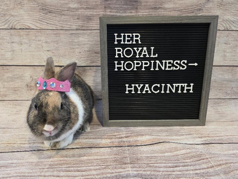 Hyacinth, Adoptable, Adult Female Dutch & Harlequin.