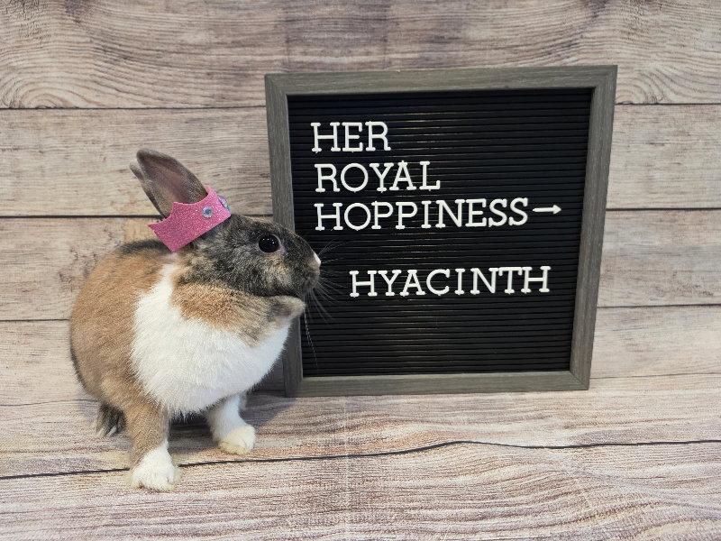 Enlarge Hyacinth, a Adoptable mixed breed in Columbus, OH image 2/2