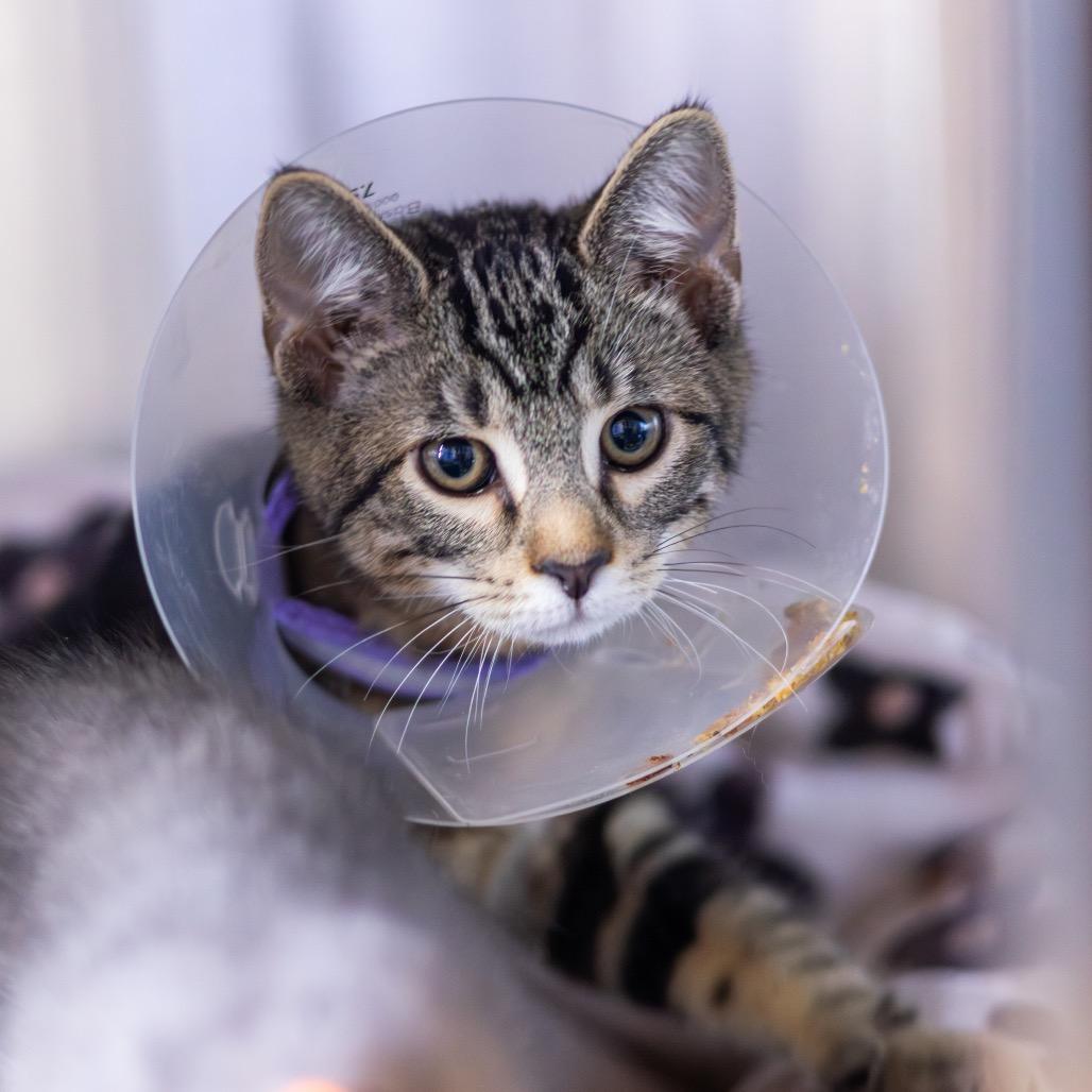 Lemon Head, Adoptable, Kitten Male Domestic Short Hair.