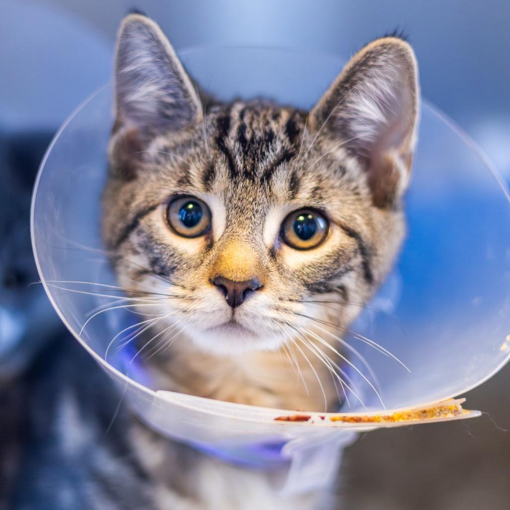 Enlarge Lemon Head, a Adoptable Domestic Short Hair in Newark, DE image 2/3