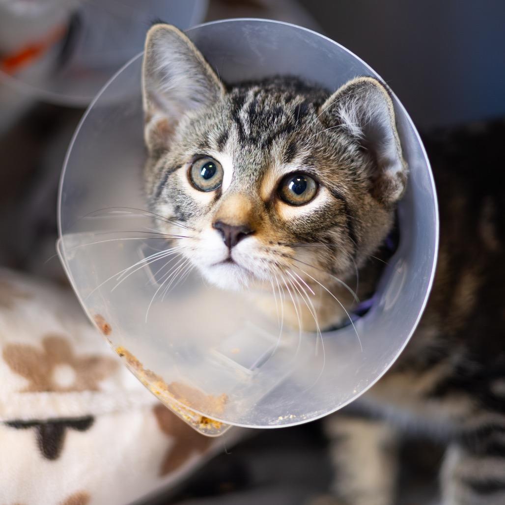 Enlarge Lemon Head, a Adoptable Domestic Short Hair in Newark, DE image 3/3