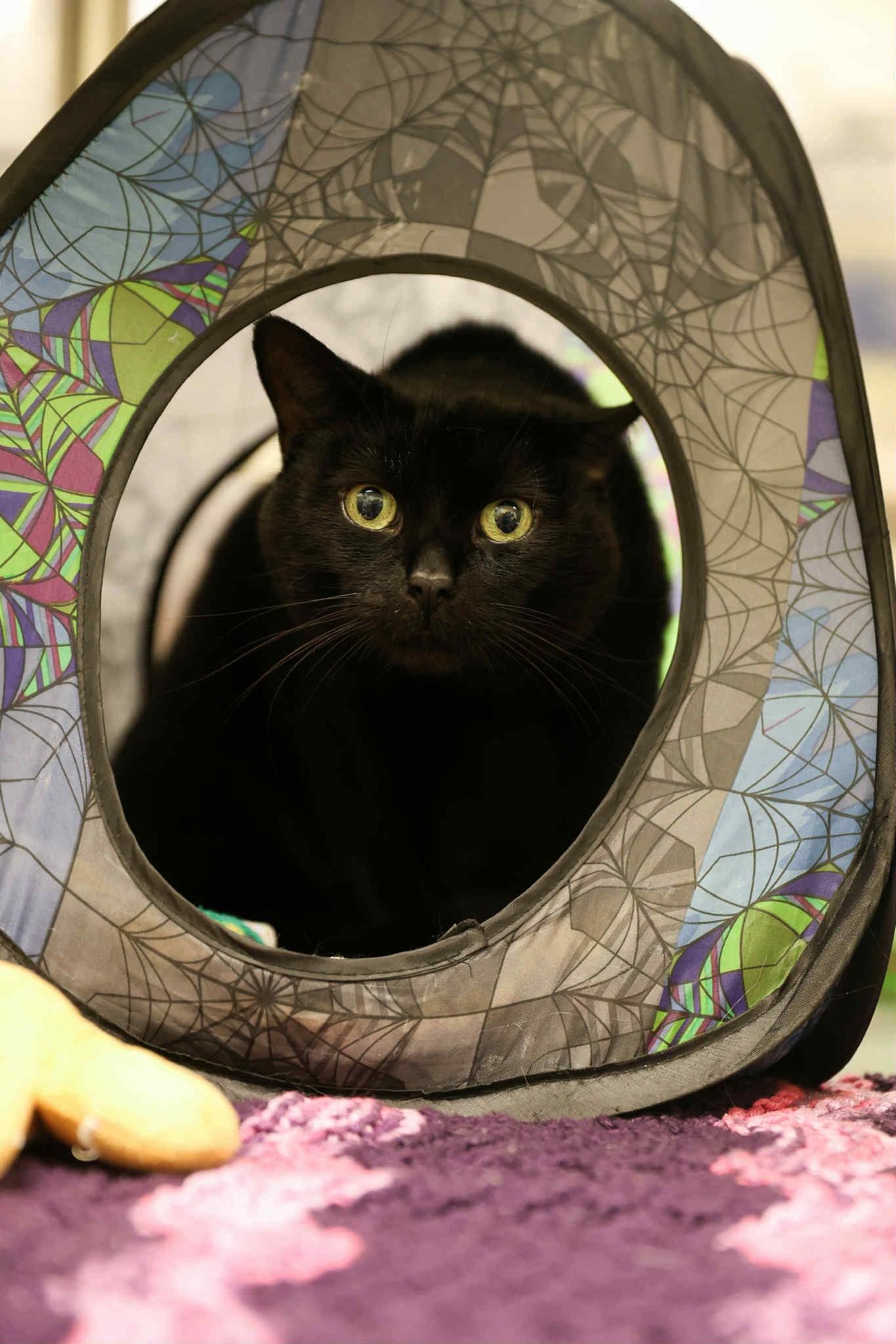 Miracle, Adoptable, Young Male Domestic Short Hair.