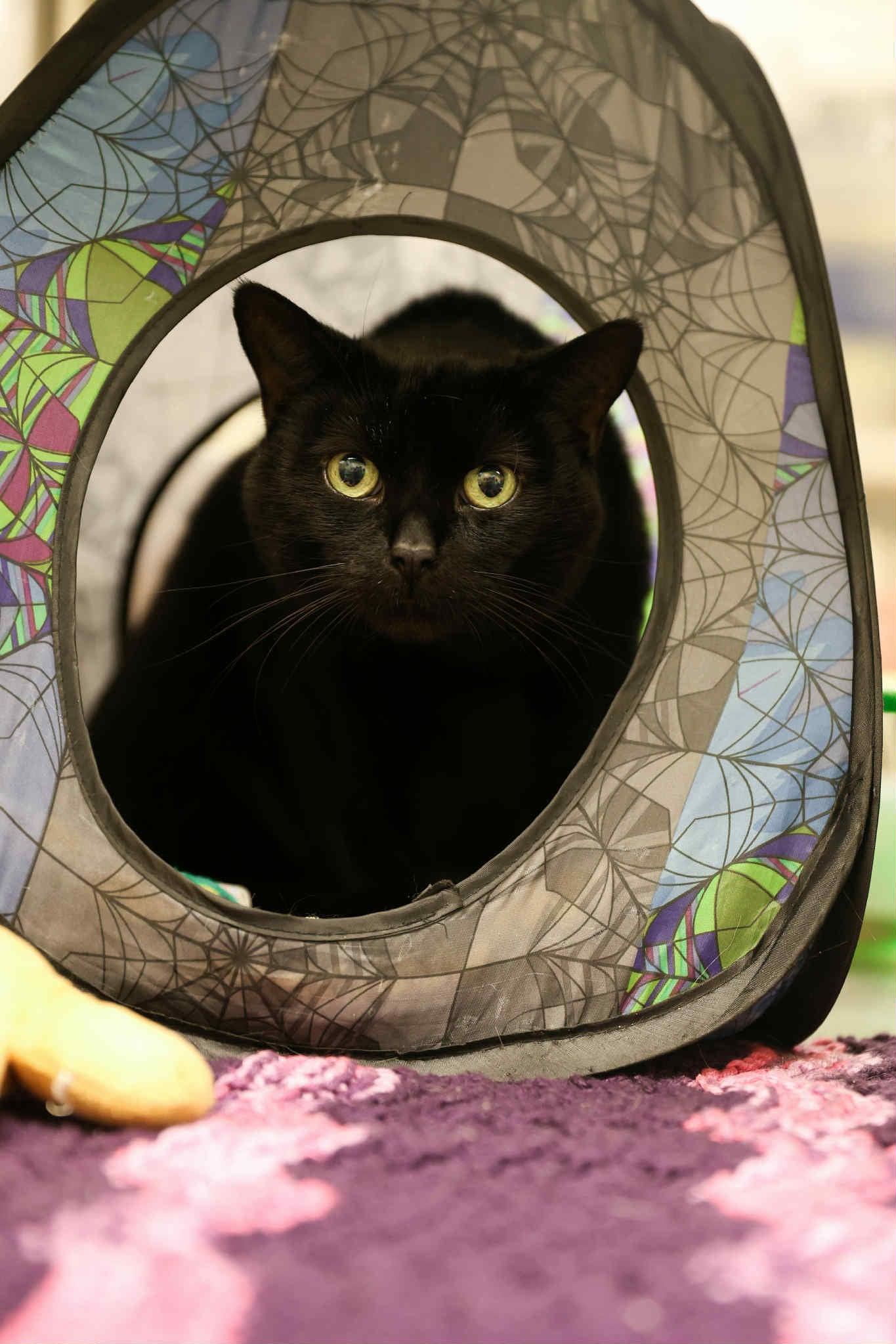 Enlarge Miracle, a Adoptable Domestic Short Hair in London, ON image 2/3