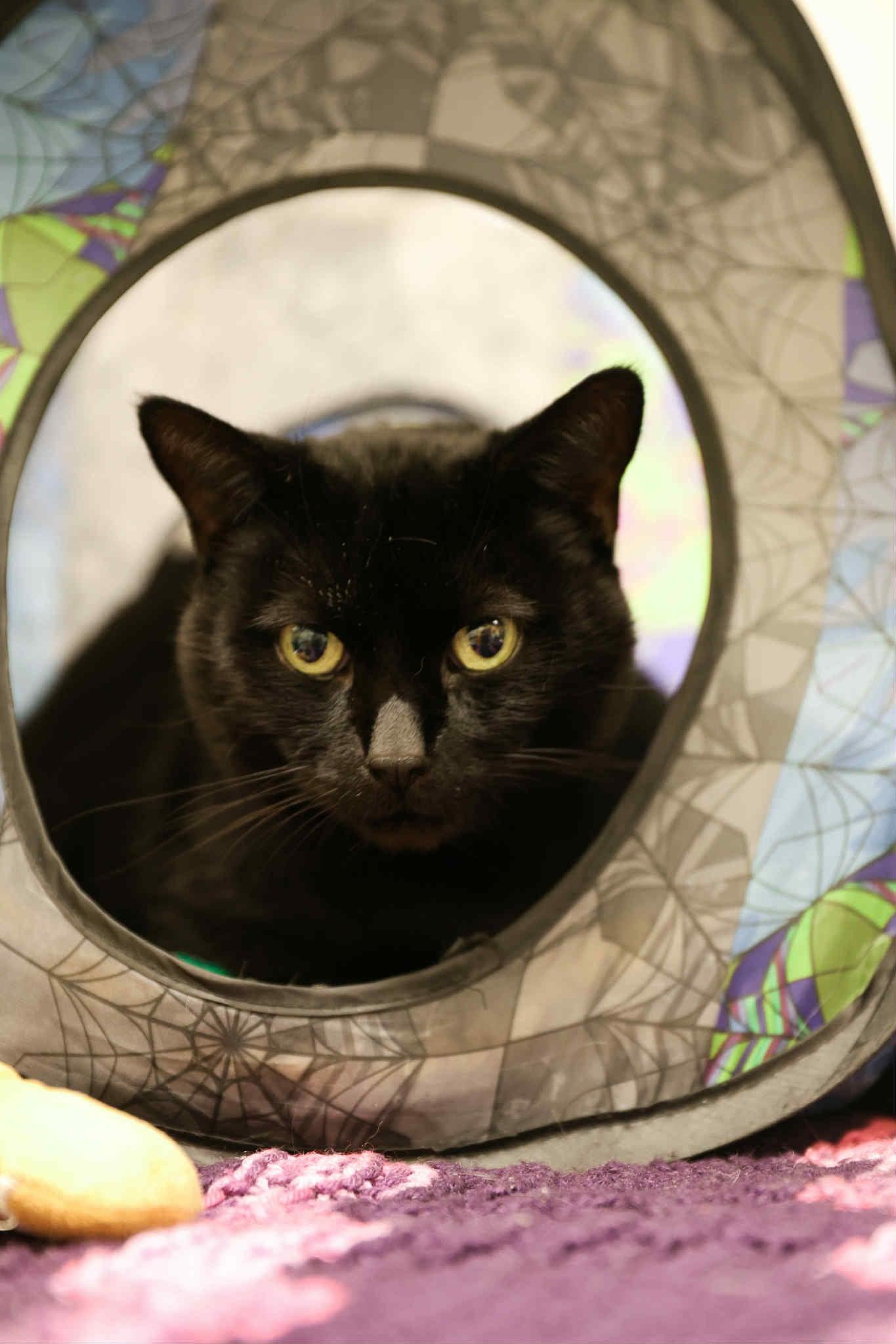 Enlarge Miracle, a Adoptable Domestic Short Hair in London, ON image 3/3