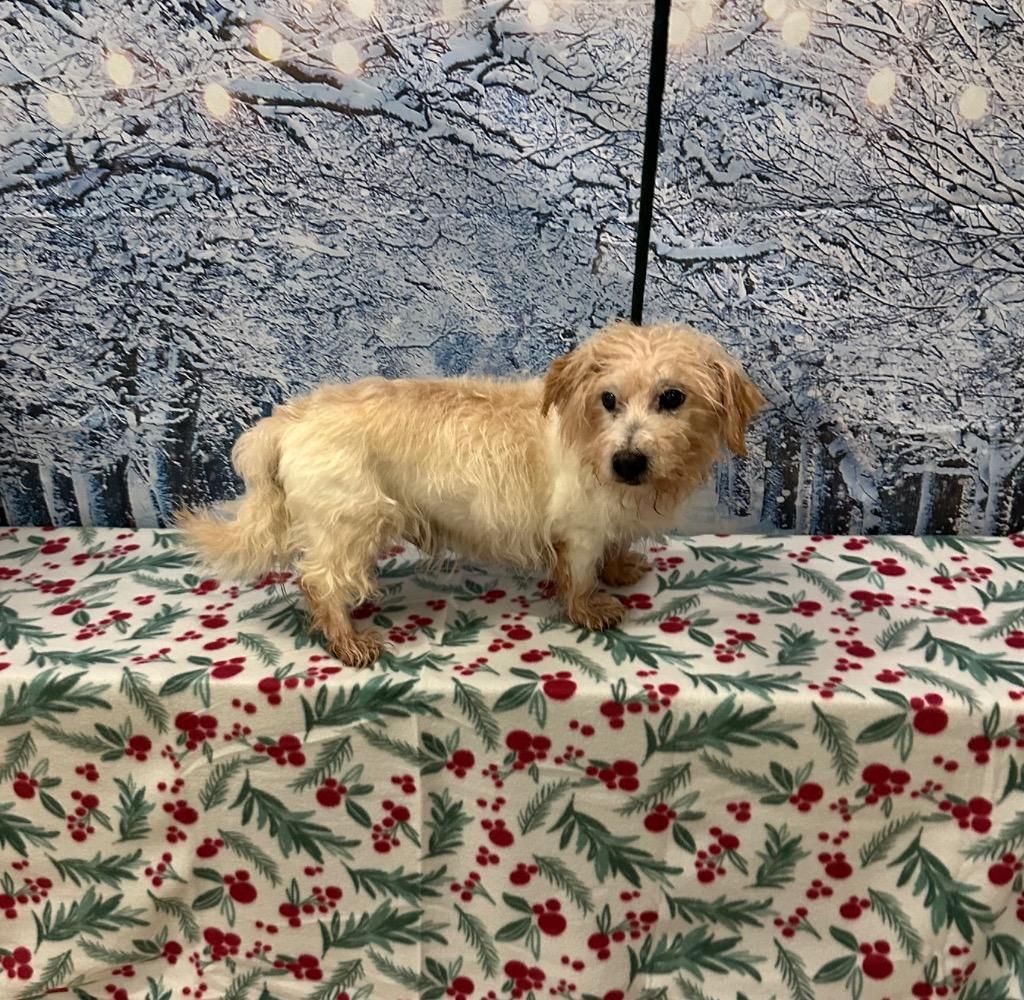 Glen, Adoptable, Senior Male Mixed Breed & Terrier.