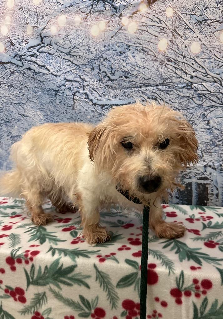 Glen, a Adoptable mixed breed in Newberg, OR image 2/2