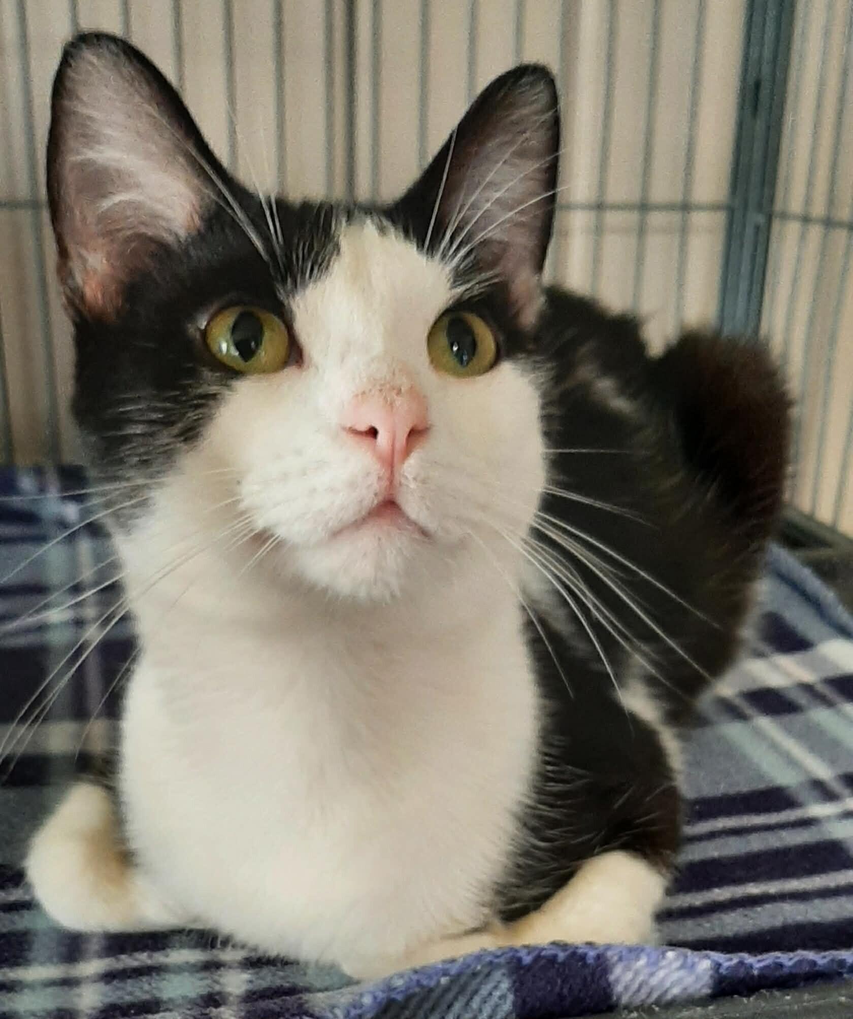Aladdin, Adoptable, Adult Male American Shorthair.
