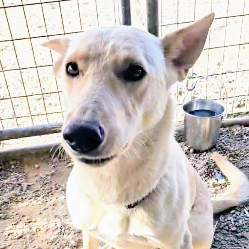 Hoku, Adoptable, Adult Female Mixed Breed.