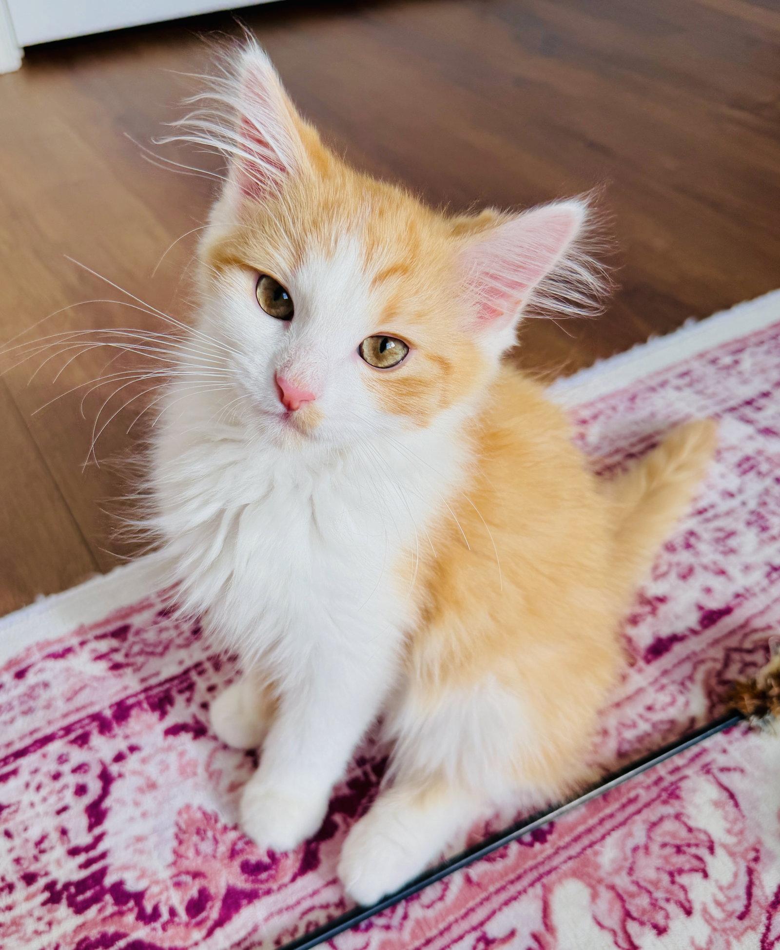 Wonton, Adopted, Kitten Male Tabby & Domestic Medium Hair.