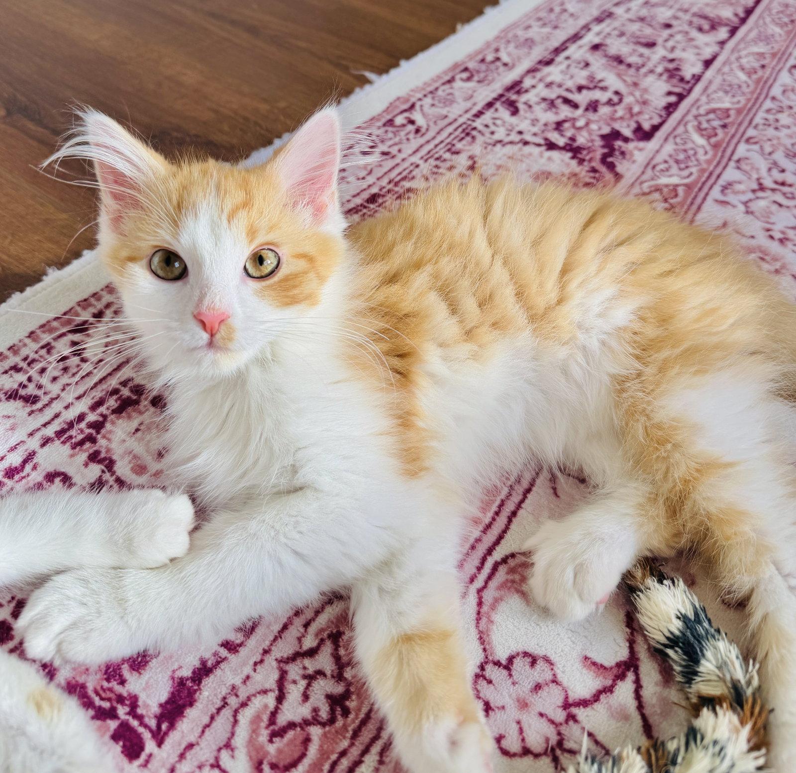 Enlarge Wonton, a Adopted mixed breed in Georgetown, KY image 2/3