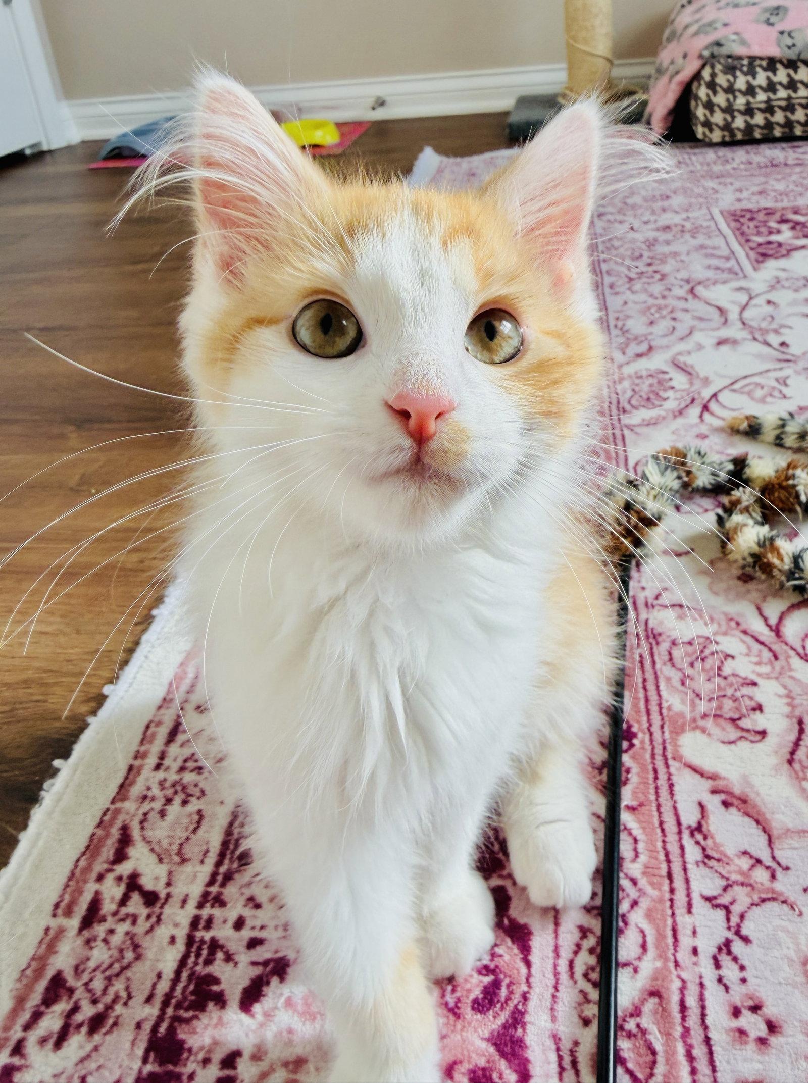 Enlarge Wonton, a Adopted mixed breed in Georgetown, KY image 3/3