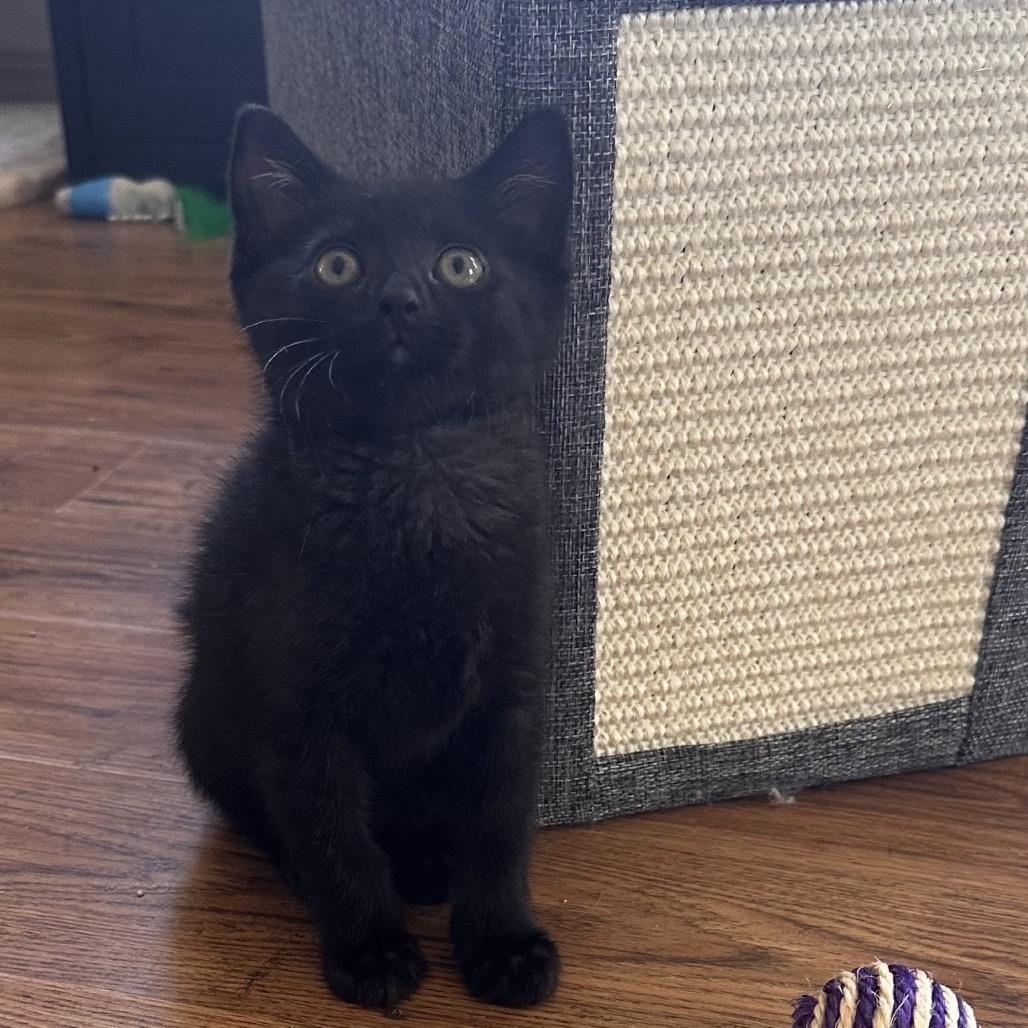 Cabomba, Adoptable, Kitten Male Domestic Short Hair.