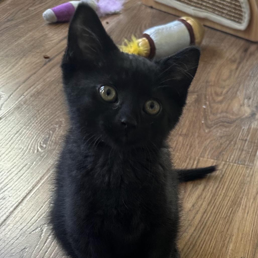 Enlarge Cabomba, a Adoptable Domestic Short Hair in Williston, FL image 2/3