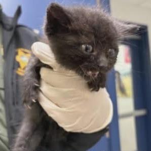 Enlarge Cabomba, a Adoptable Domestic Short Hair in Williston, FL image 3/3