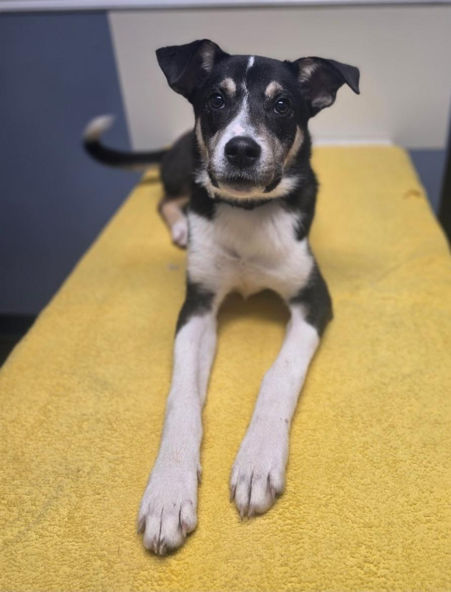 Enlarge Silas, a Adoptable mixed breed in Lacona, NY image 3/6