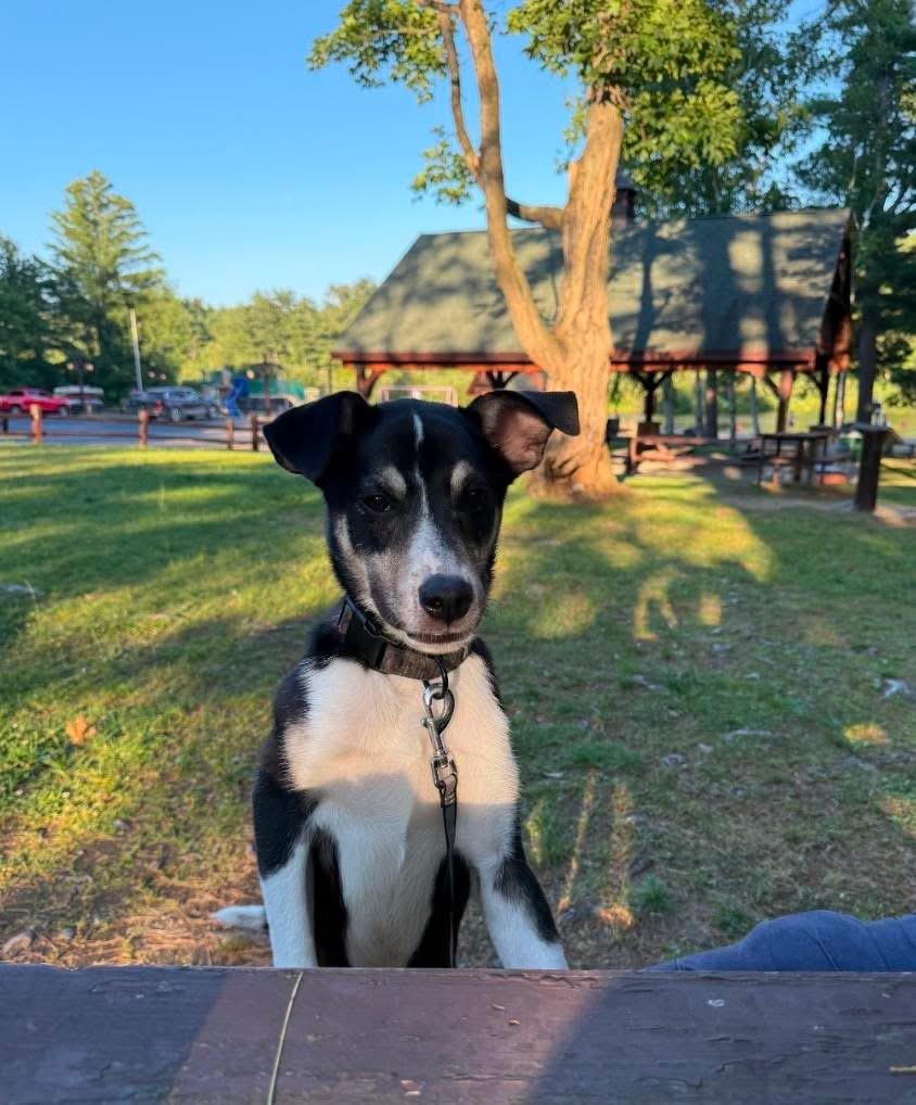 Enlarge Silas, a Adoptable mixed breed in Lacona, NY image 6/6