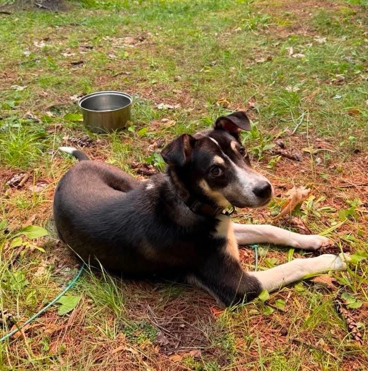 Enlarge Silas, a Adoptable mixed breed in Lacona, NY image 5/6