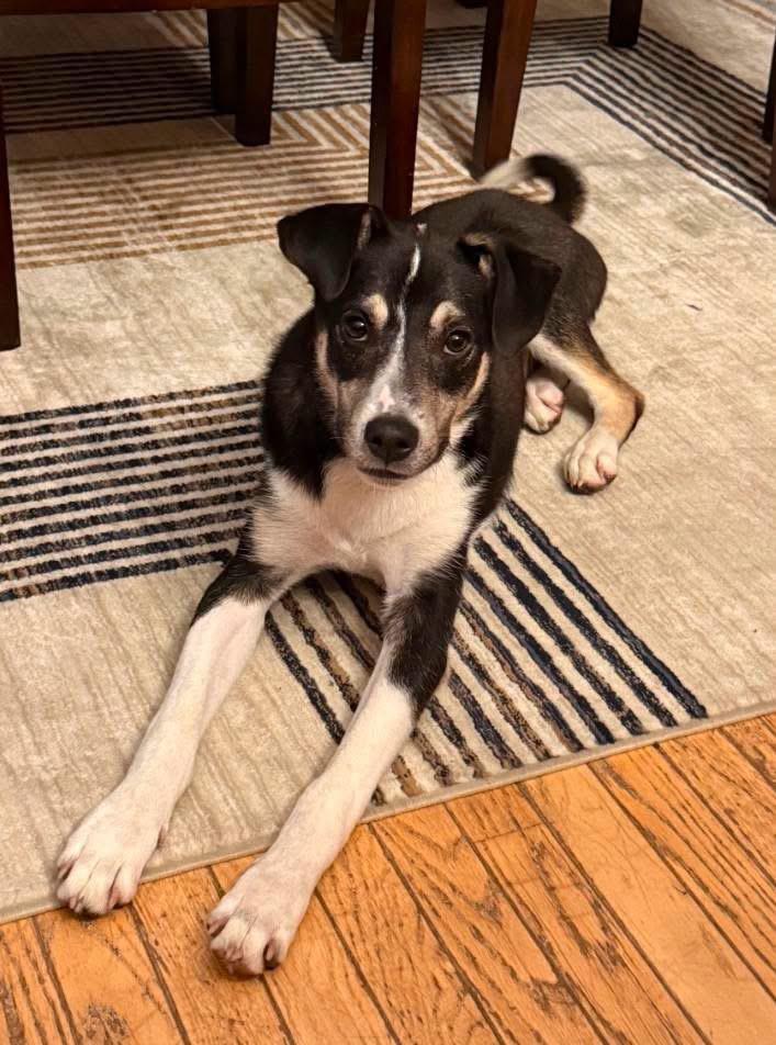Enlarge Silas, a Adoptable mixed breed in Lacona, NY image 1/6