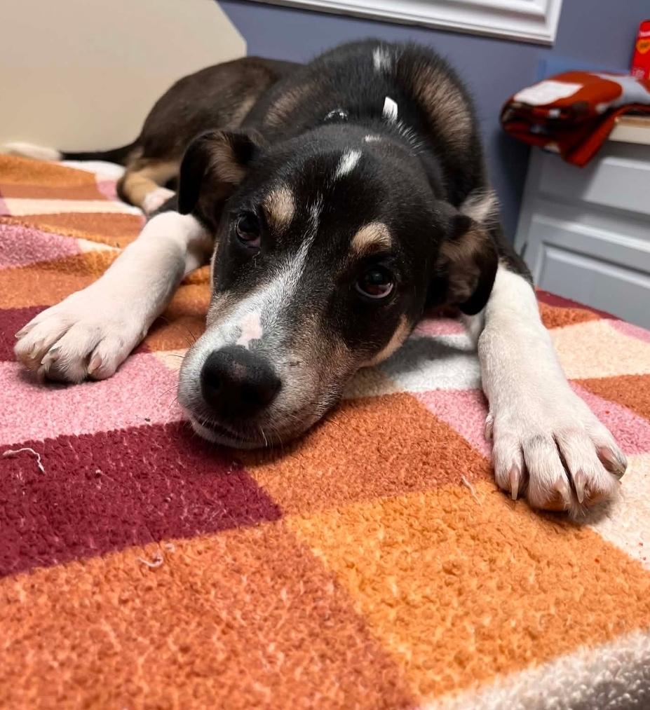 Enlarge Silas, a Adoptable mixed breed in Lacona, NY image 2/6