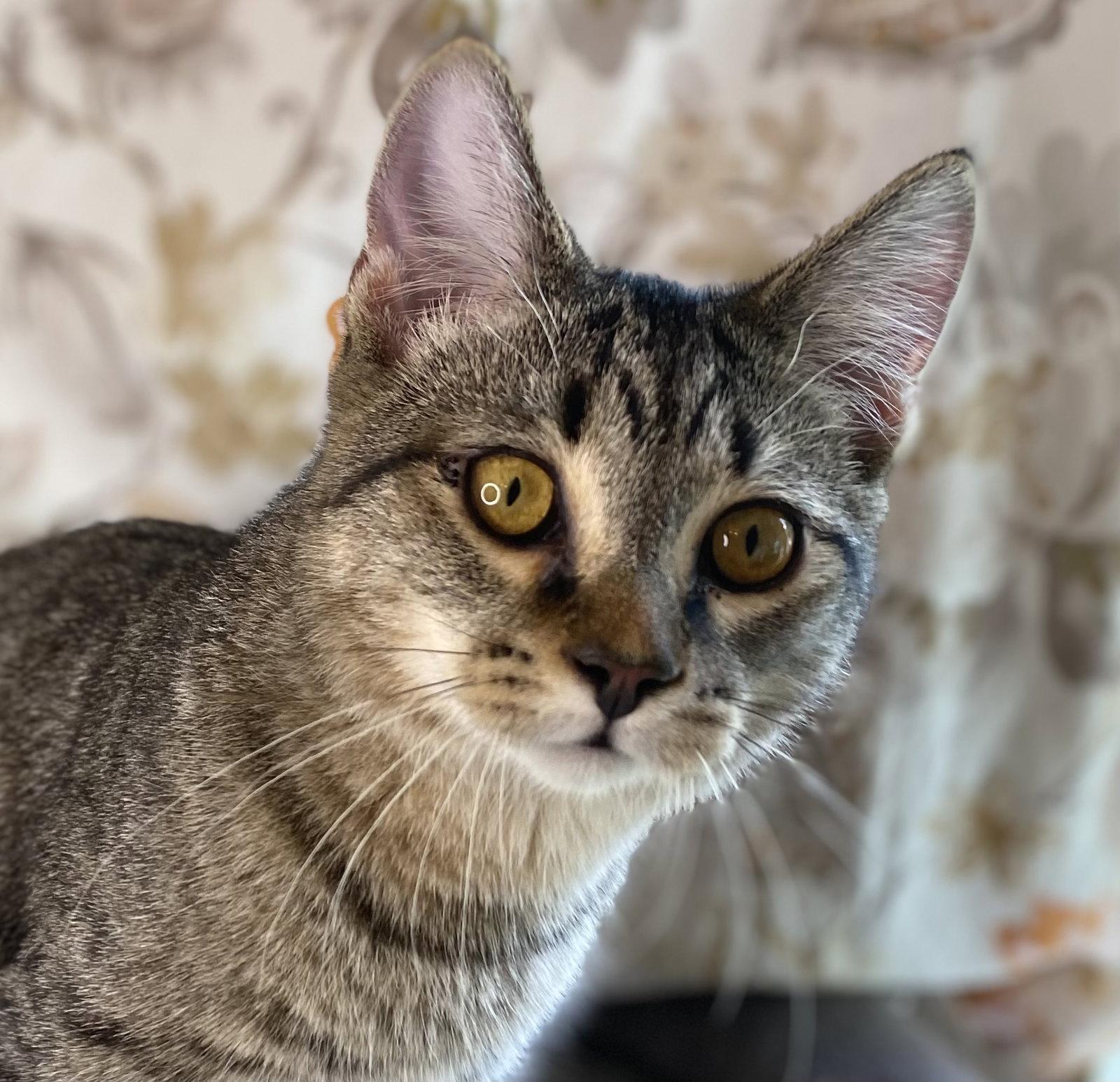 Stripes, Adoptable, Kitten Male Domestic Short Hair & Tabby.