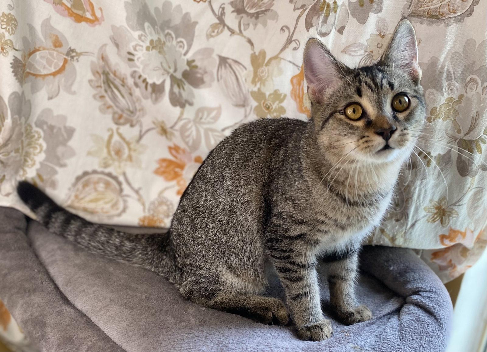 Enlarge Stripes, a Adoptable mixed breed in Cookeville, TN image 2/3